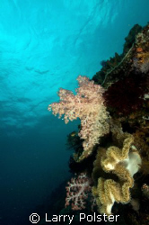One of many beautiful walls Bohol, Philippines, D300, Sig... by Larry Polster 